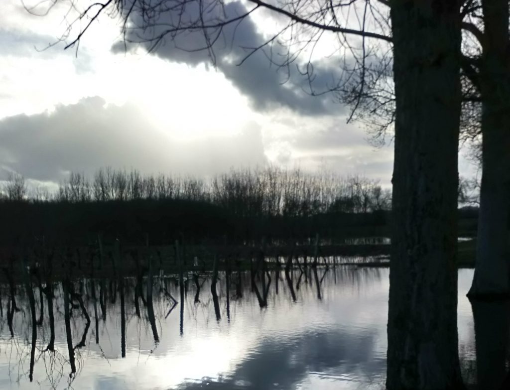 Photo de vigne de Bordeaux innondées