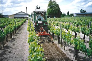 Travail de la vigne en tracteur